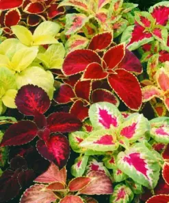 Coleus Rainbow Mix Flower Seeds - Non-GMO, Fresh Harvest - Annual Indoor/Outdoor - Image 2