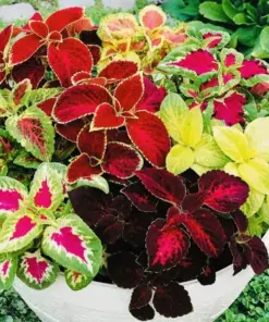 Coleus Rainbow Mix Flower Seeds - Non-GMO, Fresh Harvest - Annual Indoor/Outdoor - Image 1