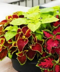 Coleus Rainbow Mix Seeds - 500 Count - Colorful Shade Garden Plant - Indoor/Outdoor - Image 5
