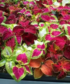 Coleus Rainbow Mix Seeds - Colorful Foliage Variety - Shade Loving - 500+ Count - Indoor/Outdoor - Image 5