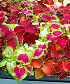 Coleus Rainbow Mix Seeds - Colorful Foliage Variety - Shade Loving - 500+ Count - Indoor/Outdoor - Image 1