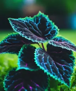 Coleus Seeds - Rare Blue, Black, Green Foliage - 10+ Seeds - Indoor/Outdoor - Image 2