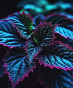 Coleus Seeds - Rare Blue, Black & Green Foliage - 25+ Seeds - Indoor/Outdoor - Image 3