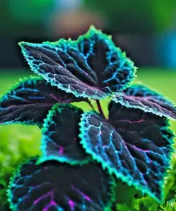Coleus Seeds - Rare Blue, Black & Green Foliage - 25+ Seeds - Indoor/Outdoor - Image 1