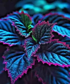Coleus Seeds - Rare Blue, Black & Green Foliage - Perennial Flower Seeds - 25+ Seeds - Indoor/Outdoor Accent - Image 7