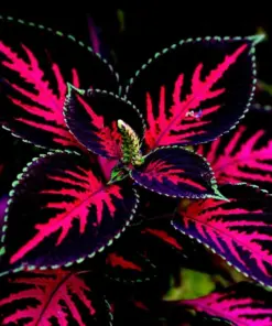 Coleus Seeds - Rare Color Mix - Pink, Black, Green Variegated Foliage - 20 Seeds - Indoor & Outdoor - Image 2