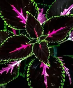 Coleus Seeds - Rare Color Mix - Pink, Black, Green Variegated Foliage - 20 Seeds - Indoor & Outdoor - Image 1