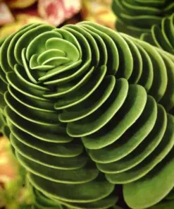 Colorful Echeveria Mix Succulent Seeds - Rare Exotic Hen & Chicks Seeds - USA Grown - Image 2