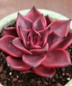 Colorful Echeveria Mix Succulent Seeds - Rare Exotic Hen & Chicks - Grow Your Own Plants - Image 1