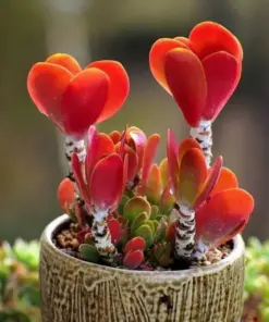 Colorful Echeveria Mix Succulent Seeds - Rare Exotic Hen & Chicks Seeds - USA Grown - Image 3