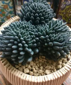 Colorful Echeveria Mix Succulent Seeds - Rare Exotic Hen & Chicks Seeds - USA Grown - Image 5