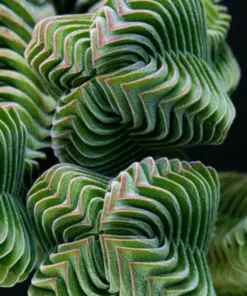 Colorful Echeveria Mix Succulent Seeds - Rare Exotic Hen & Chicks Seeds - USA Grown - Image 6