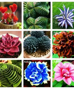 Colorful Echeveria Mix Succulent Seeds - Rare Exotic Hen & Chicks Seeds - USA Grown - Image 1