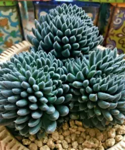 Colorful Echeveria Succulent Seeds Mix - Rare Exotic Hen & Chicks - US Grown - Indoor/Outdoor - Image 1