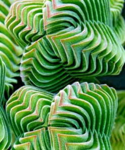 Colorful Echeveria Succulent Seeds Mix - Rare Exotic Hen Chicks - US Source - Live Plant Seeds - Indoor/Outdoor - Image 1