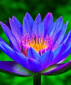 Colorful Lotus Seeds - Water Lily Aquarium Plant Bulbs - Easy Grow - Indoor & Outdoor - Image 1