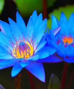 Colorful Lotus Water Lily Seeds - Easy Grow (Aquarium Plant) - Outdoor - Image 1