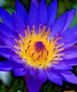 Colorful Lotus Water Lily Seeds - Easy Grow Aquatic Plant Bulbs - Perennial Indoor/Outdoor - Image 1