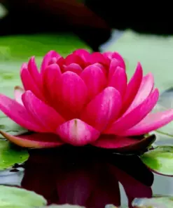 Colorful Lotus Water Lily Seeds - Easy Grow Aquatic Pond Plant Bulbs - Indoor & Outdoor Perennial - Image 1