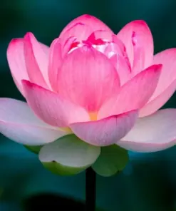 Colorful Lotus Water Lily Seeds - Easy Grow Aquatic Plant Bulbs - Indoor & Outdoor - Image 1