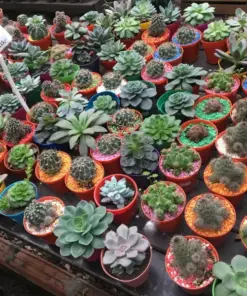 Colorful Succulent Mix Seeds - Exotic Cactus Flower Seeds - 35+ Seeds - Indoor/Outdoor - Image 10