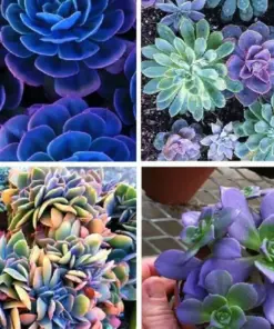 Colorful Succulent Mix Seeds - Exotic Cactus Flower Seeds - 35+ Seeds - Indoor/Outdoor - Image 11