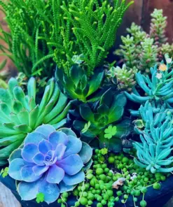 Colorful Succulent Mix Seeds - Exotic Cactus Flower Seeds - 35+ Seeds - Indoor/Outdoor - Image 6