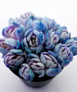 Colorful Succulent Mix Seeds - Exotic Cactus Flower Seeds - 35+ Seeds - Indoor/Outdoor - Image 7