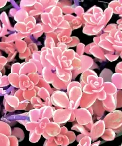 Colorful Succulent Mix Seeds - Exotic Cactus Flower Seeds - 35+ Seeds - Indoor/Outdoor - Image 8