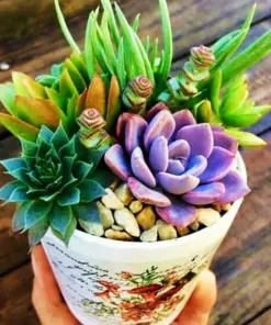 Colorful Succulent Mix Seeds - Exotic Cactus Flower Seeds - 35+ Seeds - Indoor/Outdoor - Image 1