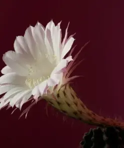 Colorful Succulent Mix Seeds - Exotic Cactus Flowers - 30 Seeds - Indoor/Outdoor - Image 10