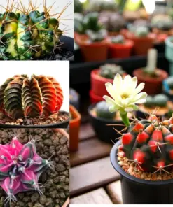 Colorful Succulent Mix Seeds - Exotic Cactus Flowers - 30 Seeds - Indoor/Outdoor - Image 1