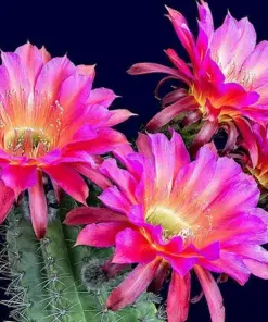 Colorful Succulent Mix Seeds - Exotic Cactus Flowers - 30 Seeds - Indoor/Outdoor - Image 12