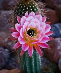 Colorful Succulent Mix Seeds - Exotic Cactus Flowers - 30 Seeds - Indoor/Outdoor - Image 2