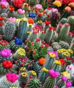 Colorful Succulent Mix Seeds - Exotic Cactus Flowers - 30 Seeds - Indoor/Outdoor - Image 3