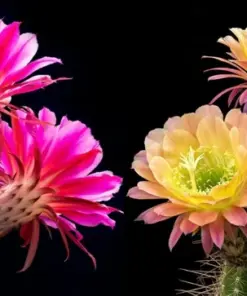 Colorful Succulent Mix Seeds - Exotic Cactus Flowers - 30 Seeds - Indoor/Outdoor - Image 4