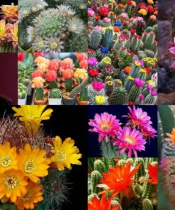 Colorful Succulent Mix Seeds - Exotic Cactus Flowers - 30 Seeds - Indoor/Outdoor - Image 5