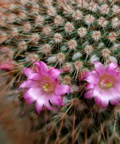 Colorful Succulent Mix Seeds - Exotic Cactus Flowers - 30 Seeds - Indoor/Outdoor - Image 6