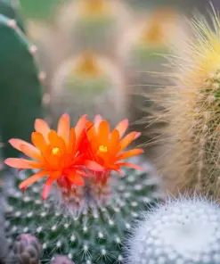 Colorful Succulent Mix Seeds - Exotic Cactus Flowers - 30 Seeds - Indoor/Outdoor - Image 7