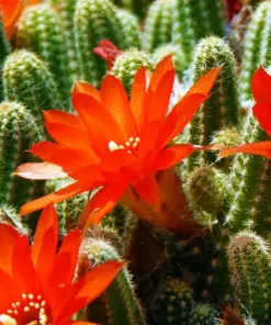 Colorful Succulent Mix Seeds - Exotic Cactus Flowers - 30 Seeds - Indoor/Outdoor - Image 8