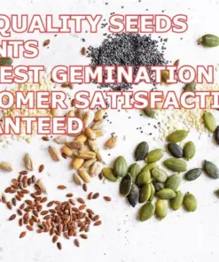 Colorful Water Lily Live Aquarium Plant Seeds - Easy Grow for Freshwater Aquariums - Image 3