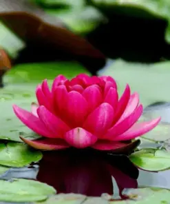 Colorful Water Lily Live Aquarium Plant Seeds - Easy Grow for Freshwater Aquariums - Image 1