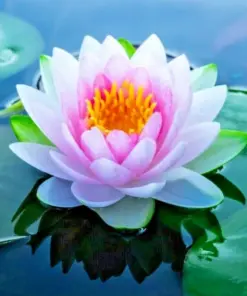 Colorful Water Lily Lotus Seeds - Easy Grow Aquatic Pond Plant Seeds Bulb - Beginner Friendly - Image 1