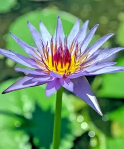 Colorful Water Lily Seeds - Easy Grow Aquarium Pond Aquatic Plant Seeds - USA Made - Image 1