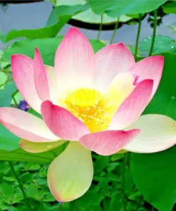 Colorful Water Lily Seeds - Easy Grow Aquatic Plant Seeds for Aquarium & Ponds - Image 1