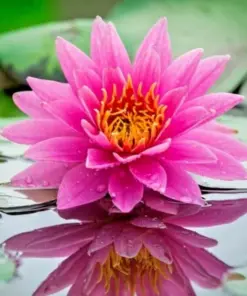 Colorful Water Lily Seeds - Easy Grow Aquatic Plant Seeds for Pond & Aquarium - Image 1
