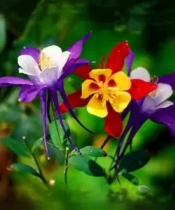 Columbine Flower Seeds - Rare Colorful Perennial Seeds - 20 Count - Outdoor - Image 2