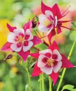 Columbine Flower Seeds - Rare Colorful Perennial Seeds - 20 Count - Outdoor - Image 1