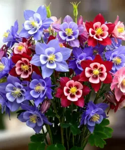 Columbine McKana Giants Seeds - Perennial Spring Mix Flower Seeds - 400 Count - Attracts Bees & Hummingbirds - Image 1