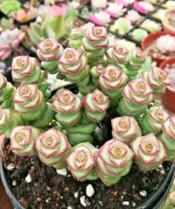 Crassula 'Jade Necklace' Rare Succulent Seeds - 25 Seeds Pack - Indoor/Outdoor - Image 2